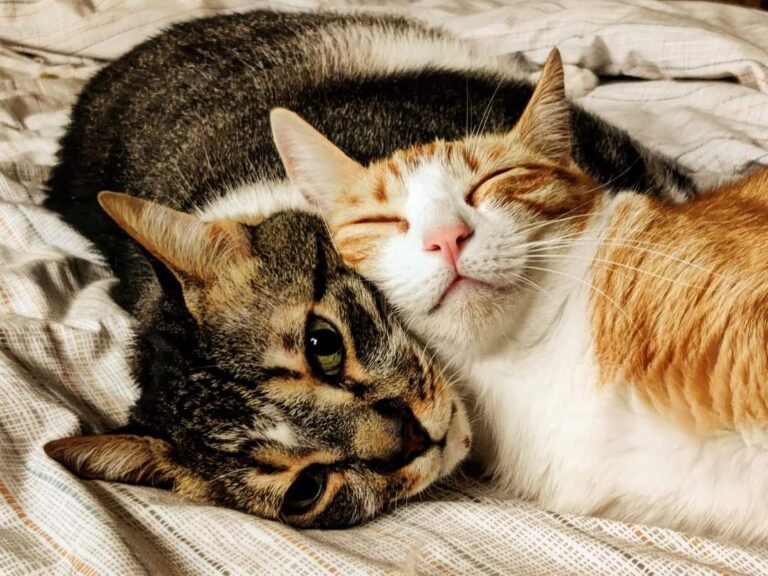 kitty cats 768x576