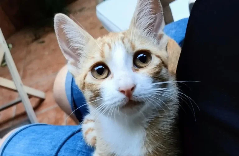 Cats & Dogs - Gatalunya Cats & Dogs - Gatalunya